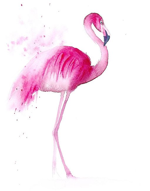 Olga Shefranov Flamingo Iii Keilrahmen Bild Leinwand Rosa Vogel Aquarell Kult Ebay